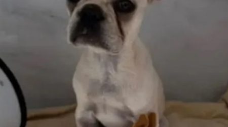 Cadela é internada após ingerir mais de 55 pedras de crack; tutora é presa!