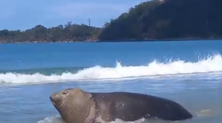 Visitante imponente e ilustre, Elefante-marinho encanta banhistas na Maranduba, em Ubatuba
