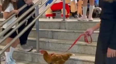 Cena curiosa: Mulher leva galinha para passeio em shopping de São José!