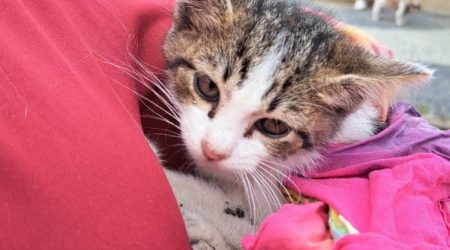 Filhote de gato é resgatado de galeria pluvial e ganha novo lar em Caraguatatuba