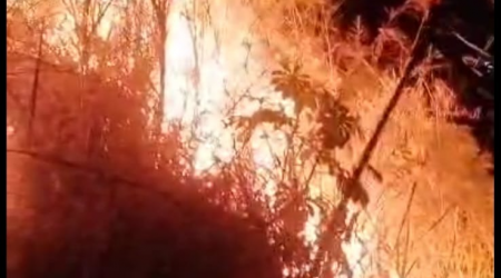 São Sebastião: Corpo de Bombeiros e Defesa Civil combatem fogo em mata
