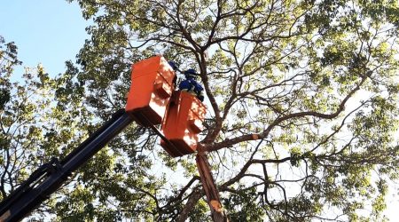 Serviço de poda de árvores chega ao Parque Novo Horizonte em São José dos Campos