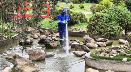 Lago de carpas do Jardim Japonês passa por limpeza