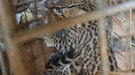 Jaguatirica capturada em galinheiro é devolvida à natureza na zona norte