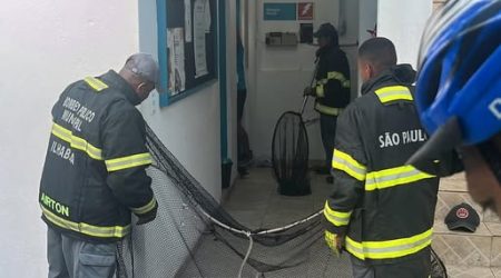 Jaguatirica invade prédio da Sabesp e mobiliza resgate em Ilhabela