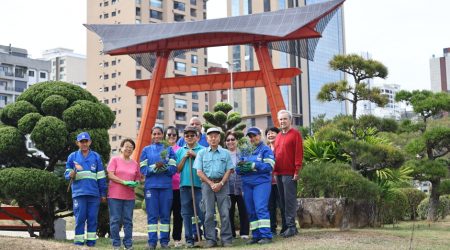 Cultura japonesa floresce em São José com plantio na Praça do Torii