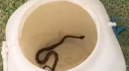 Jararaca é capturada em quintal de residência em Ilhabela