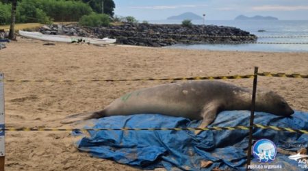 Aparição de elefante-marinho movimenta praia na costa sul de São Sebastião