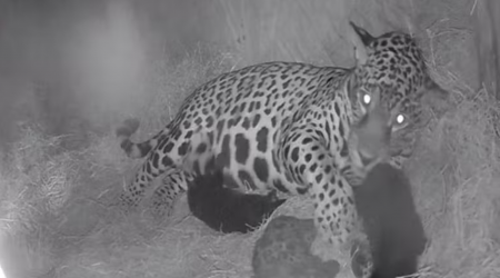 Onça-pintada Zuri dá à luz a três filhotes em Taubaté