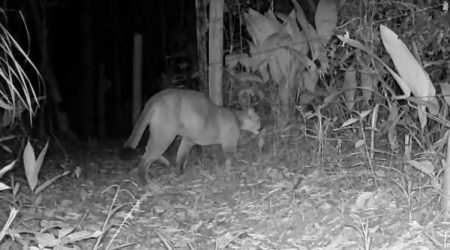 Onça-parda é flagrada por morador em área rural de Tremembé