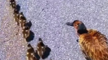 Família de patos mobiliza PRF e trânsito é parado na Via Dutra