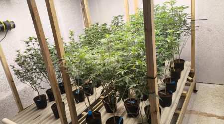 Operação contra o tráfico apreende 74 pés de maconha em Ubatuba!