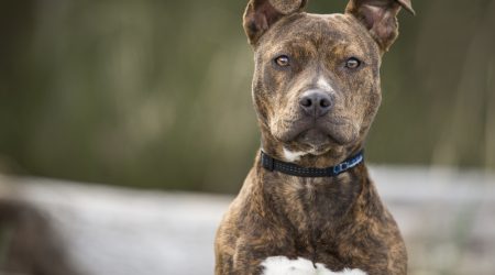 Tutor de cão indenizará vizinhos pela morte de pet