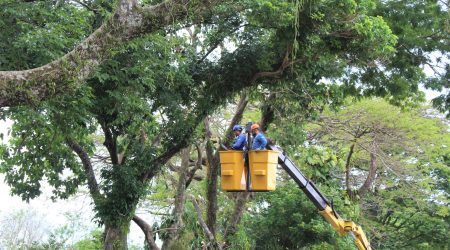 Força-tarefa de poda preventiva de árvores na zona sul de São José dos Campos