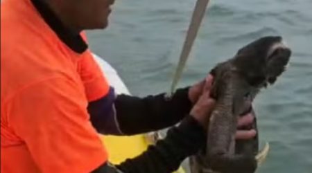 Bicho-preguiça é encontrado no mar e resgatado na Praia Brava, em Caraguatatuba