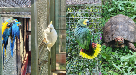 Aves silvestres são apreendidas pela Polícia Ambiental em São Bento do Sapucaí