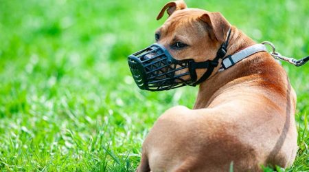 regras-para-o-uso-de-focinheira-em-cachorros-810x567