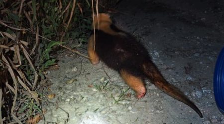 Tamanduá invade pista da Tamoios e mobiliza resgate durante a madrugada