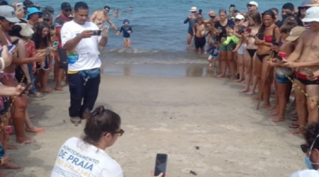 Cena rara no Litoral Norte: Mais de 90 tartarugas-cabeçudas nascem na Praia de Paúba, em São Sebastião