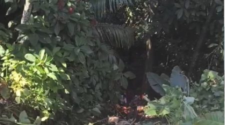 Bombeiros heróis resgatam idoso após queda em ribanceira de 25 metros em Ubatuba