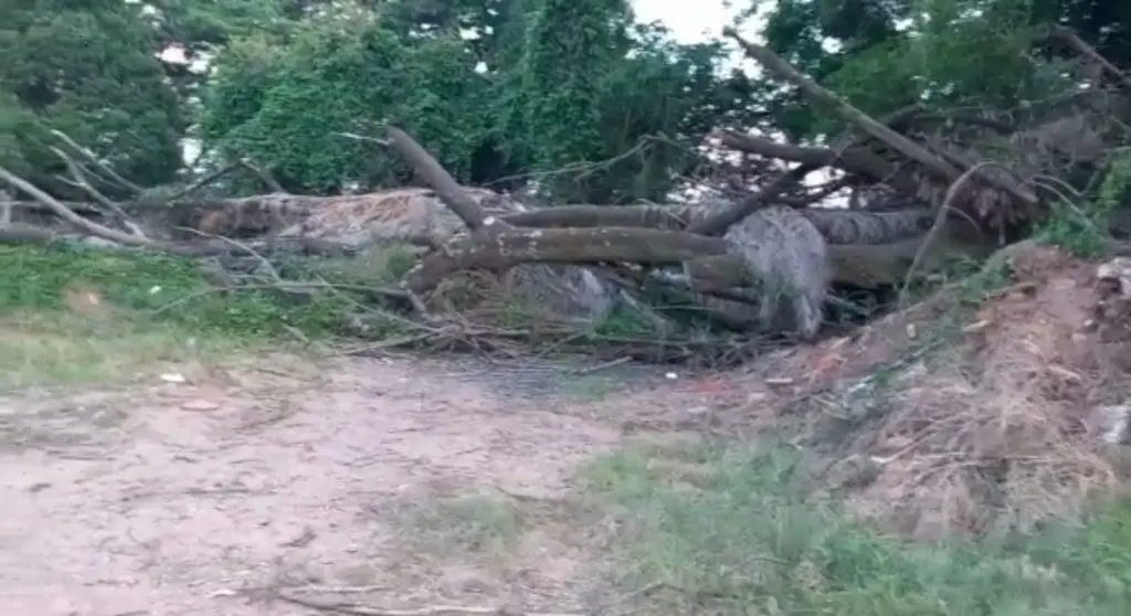 Sul Life Corte de árvores em área de shopping chama atenção de moradores no Jd. Oriente