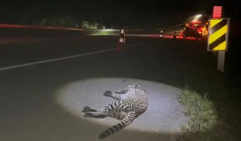 Jaguatirica morre atropelada na Rodovia Floriano Rodrigues Pinheiro