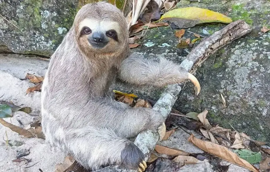 Bicho-Preguiça curte sol de inverno na Praia da Mocóca