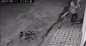 Cachorro é arremessado em terreno baldio para abandono
