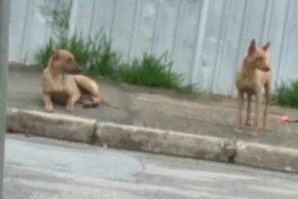 Cachorros atacam moradores no Bosque dos Eucaliptos