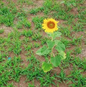 Última colheita no Terreno das Vaquinhas antes do Parque Una