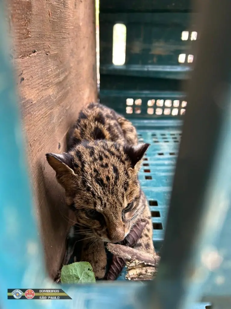 Filhote de jaguatirica ferido é resgatado em São Luiz do Paraitinga