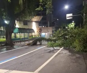 Galho caiu na avenida José Longo em São José