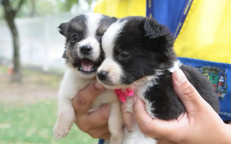 Feira de adoção de pets oferece vacinação e microchipagem gratuita em São José dos Campos  