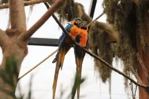 Parque Três Pescadores faz reflorestamento e comemora nascimento dos primeiros filhotes de aves
