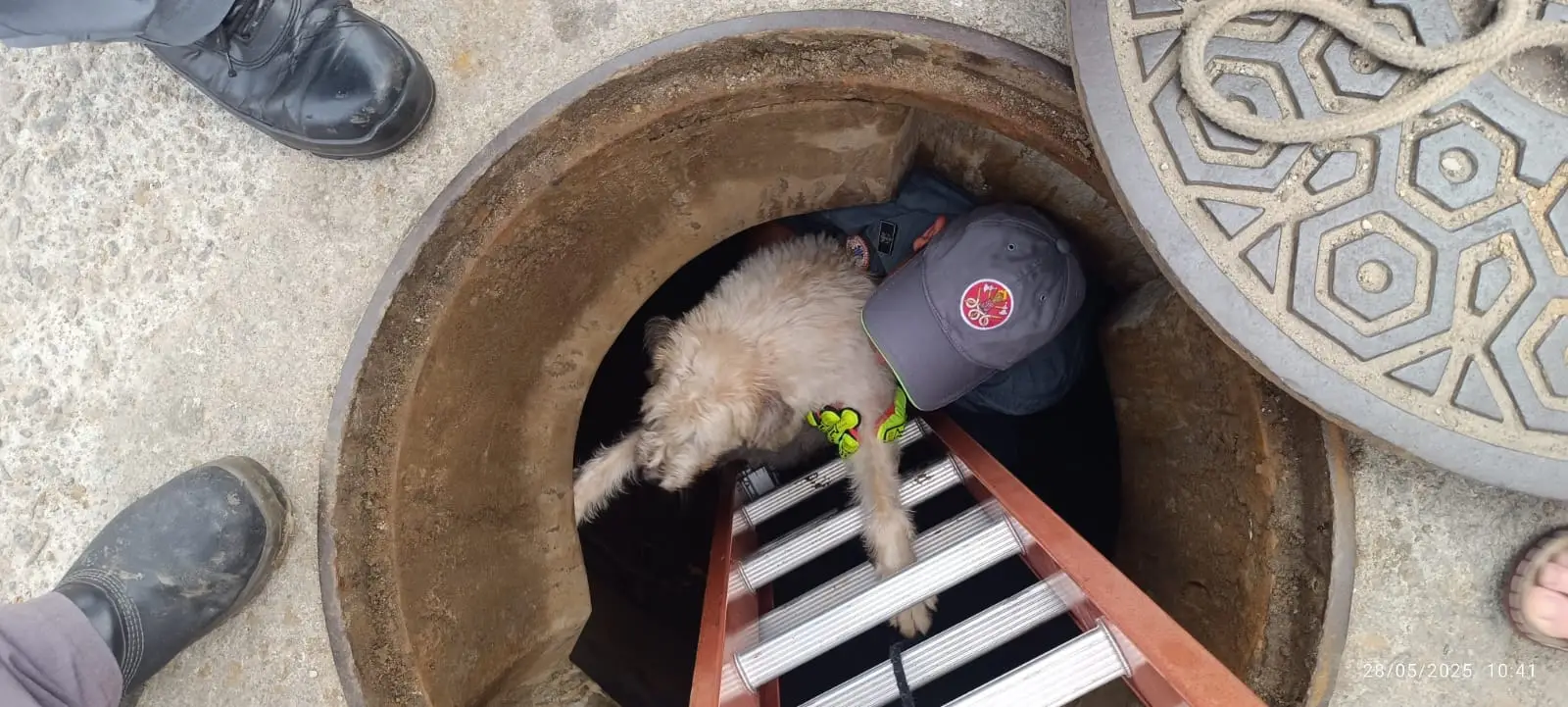 Cachorra cega cai em bueiro em Caraguatatuba e é salva pelo Corpo de Bombeiros