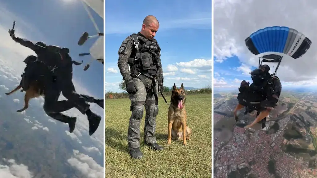 Missão canina nas alturas, cão paraquedista realiza salto inédito em São Paulo! 