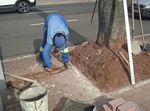 Base de árvores da avenida João Guilhermino recebe manutenção
