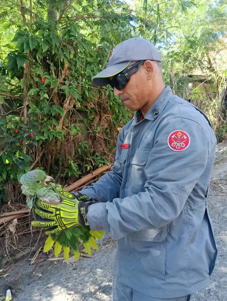 Bombeiros resgatam papagaio preso em árvore por linha de pipa em São Sebastião