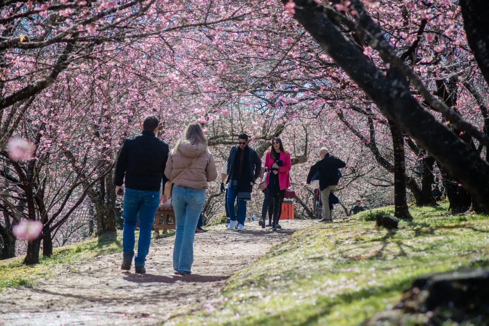 Tradição japonesa inspira Festa da Cerejeira em Campos do Jordão