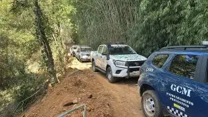 Extração ilegal de palmito resulta em multa de R$ 18,9 mil em Caçapava