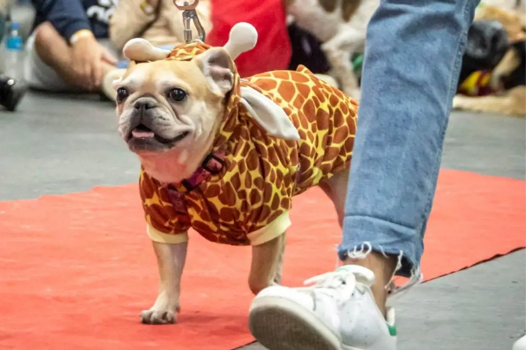 PETs vão dominar a passarela em concurso de fantasias com prêmio de até R$ 1,5 mil