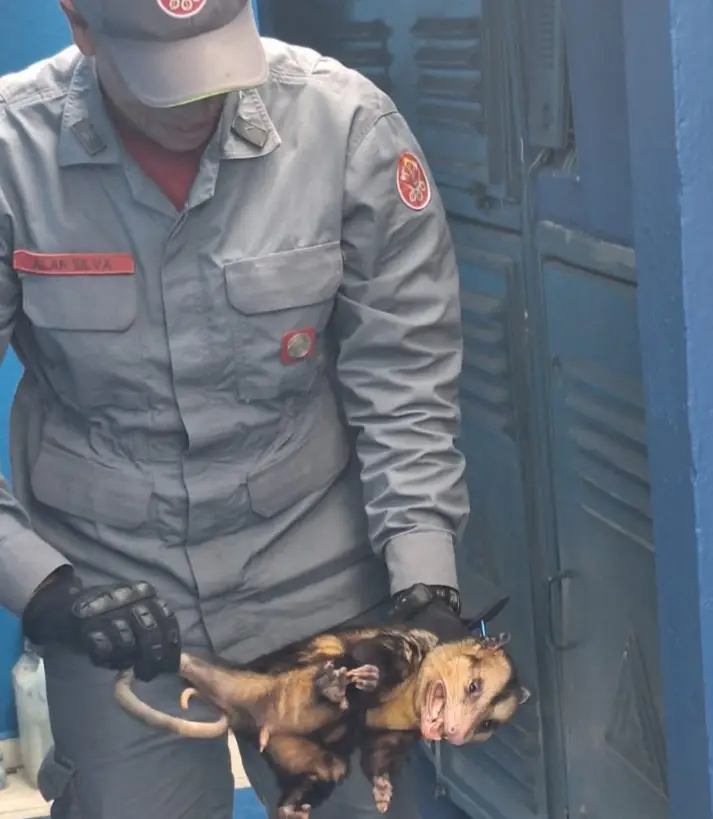 Gambá entra em escola, dorme no corredor e é resgatado pelos Bombeiros