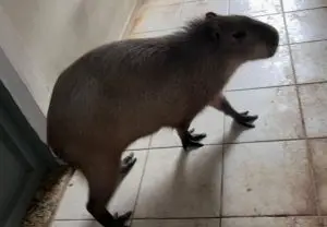 Polícia flagra capivara como animal de estimação e dono é multado em São José dos Campos