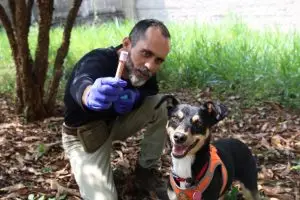 Vira-lata Savana vira 2º cão perito da Polícia Científica de São José