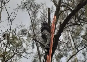 Garça é resgatada de árvore em Mosteiro de Roseira após ficar presa em linha de pesca