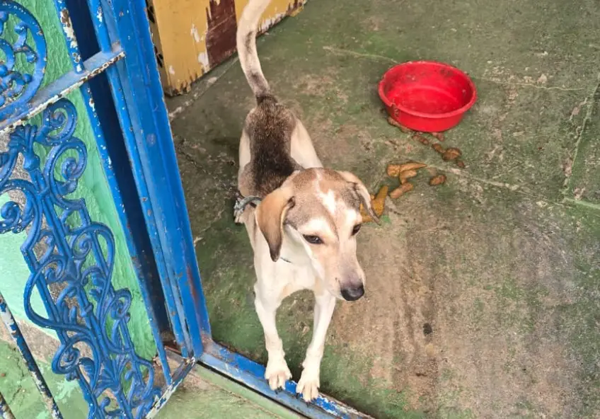 Maus-tratos a cachorro gera autuação e multa de R$ 3 mil em São José dos Campos