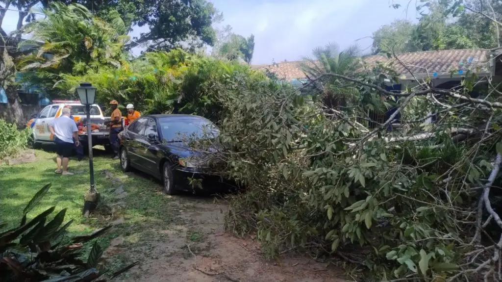Vendaval de 80 km/h provoca quedas de árvores e paralisa travessia de balsa em São Sebastião