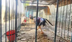 Maus-tratos a 18 aves geram multa de R$ 54 mil em Guaratinguetá