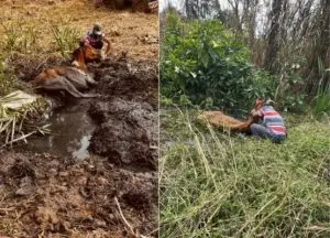Cavalos atolados em terreno são resgatados pelos Bombeiros em São José dos Campos