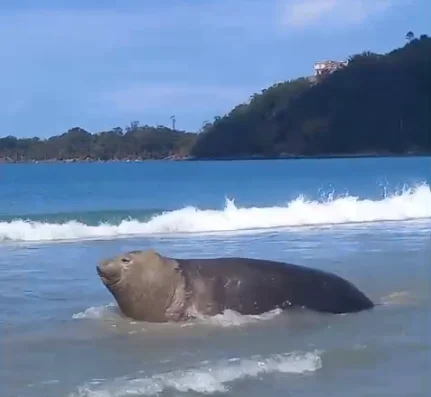 Visitante imponente e ilustre, Elefante-marinho encanta banhistas na Maranduba, em Ubatuba